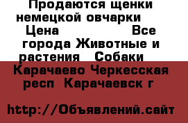 Продаются щенки немецкой овчарки!!! › Цена ­ 6000-8000 - Все города Животные и растения » Собаки   . Карачаево-Черкесская респ.,Карачаевск г.